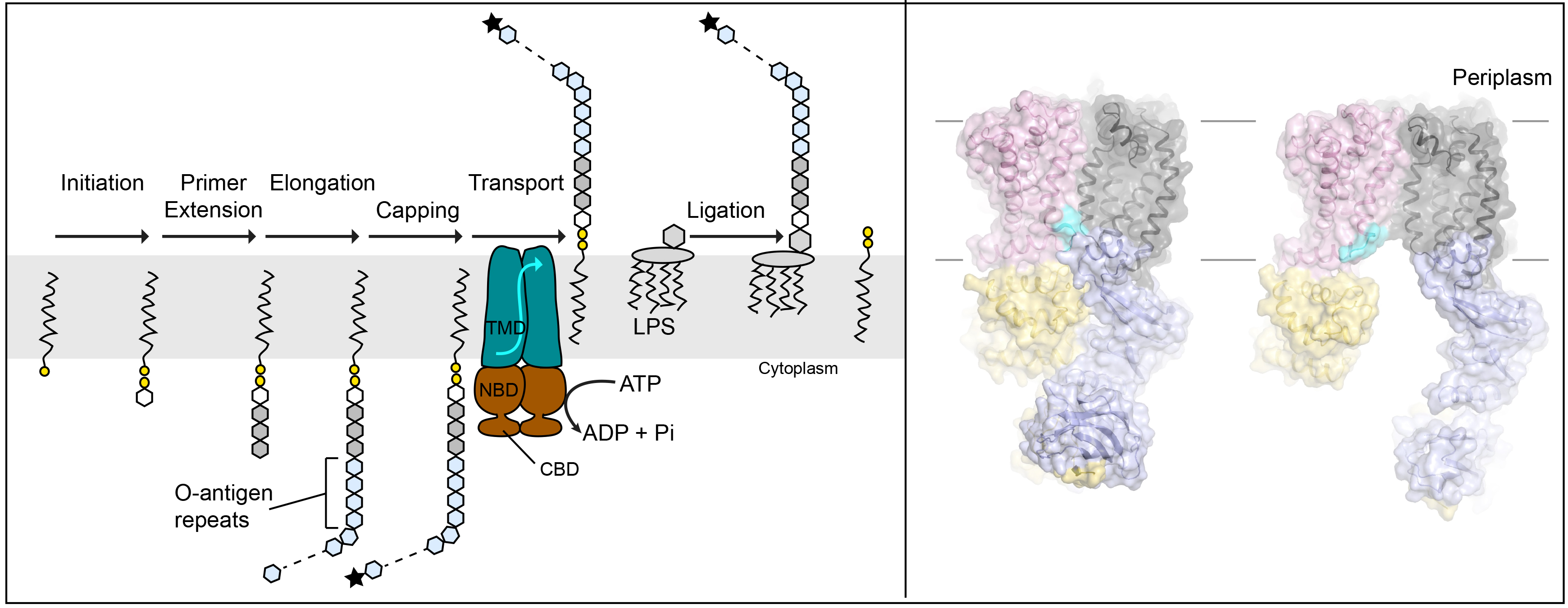 O Antigens